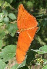 Dryas iulia moderata
