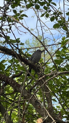 Gray Catbird