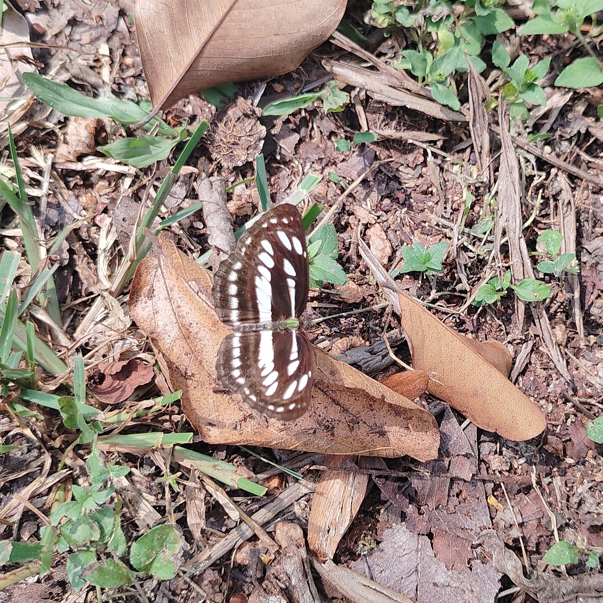 Common Sailer
