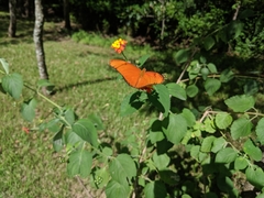 Dryas iulia moderata
