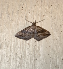 Orthonama evansi