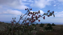 Cotoneaster tauricus