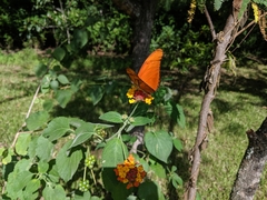 Dryas iulia moderata