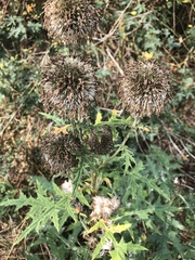 Echinops sphaerocephalus