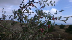 Cotoneaster tauricus