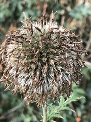 Echinops sphaerocephalus