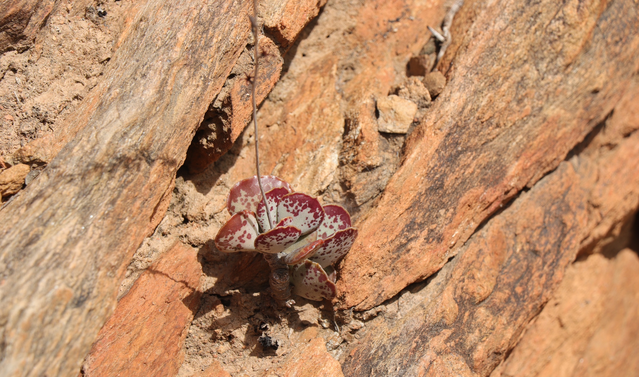 Imagem de Pedra-de-fogo