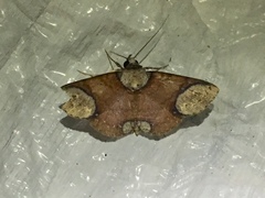 Erebidae
