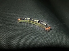 Noctuoidea