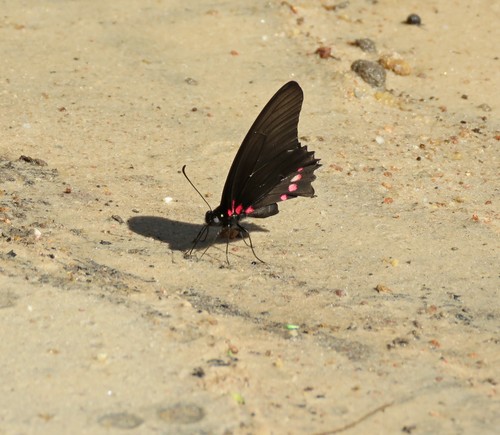 Mimoides ariarathes