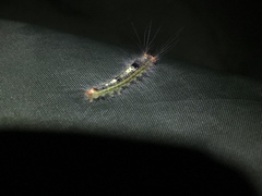 Noctuoidea