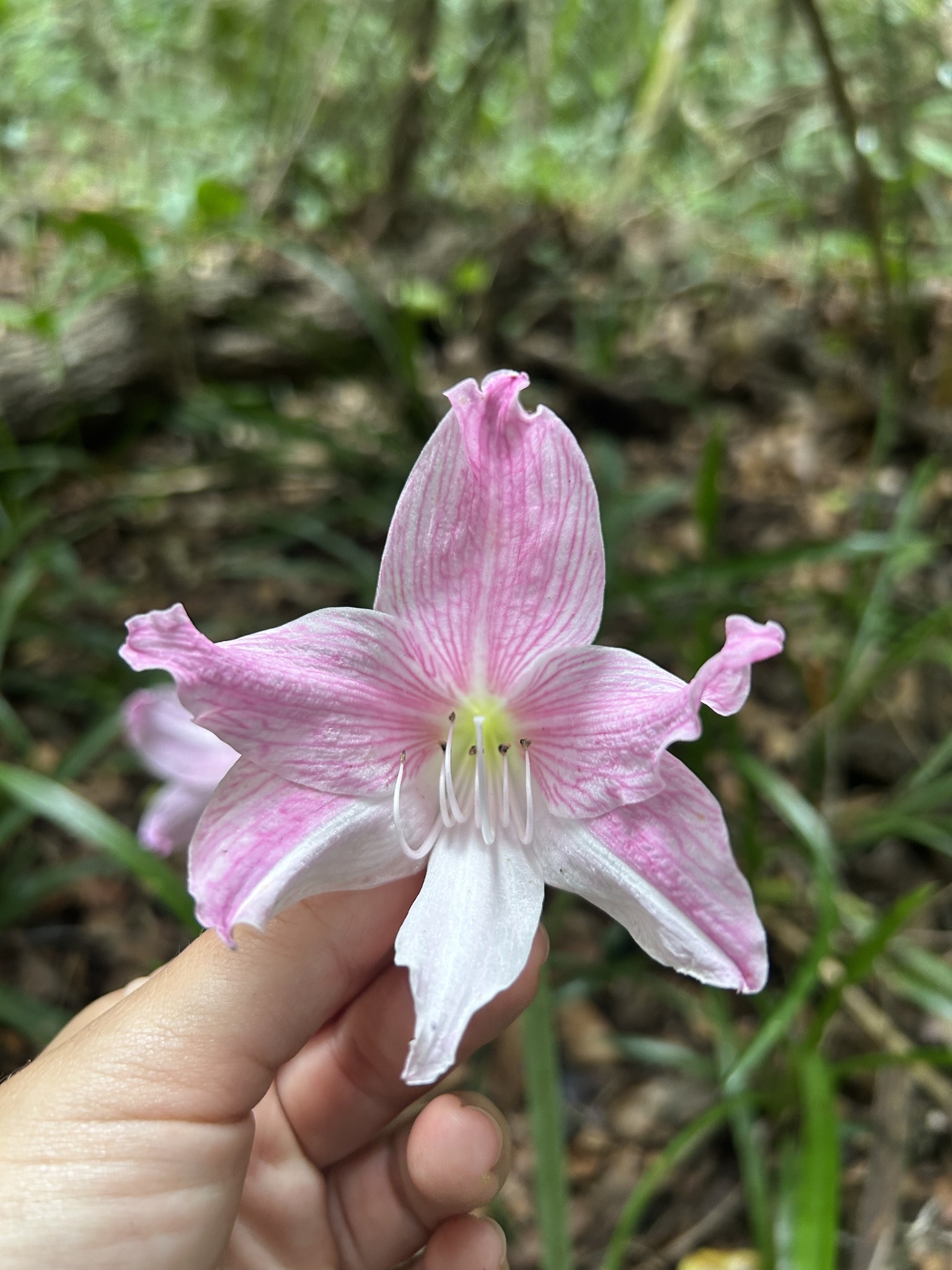 Imagem de Amaryllis