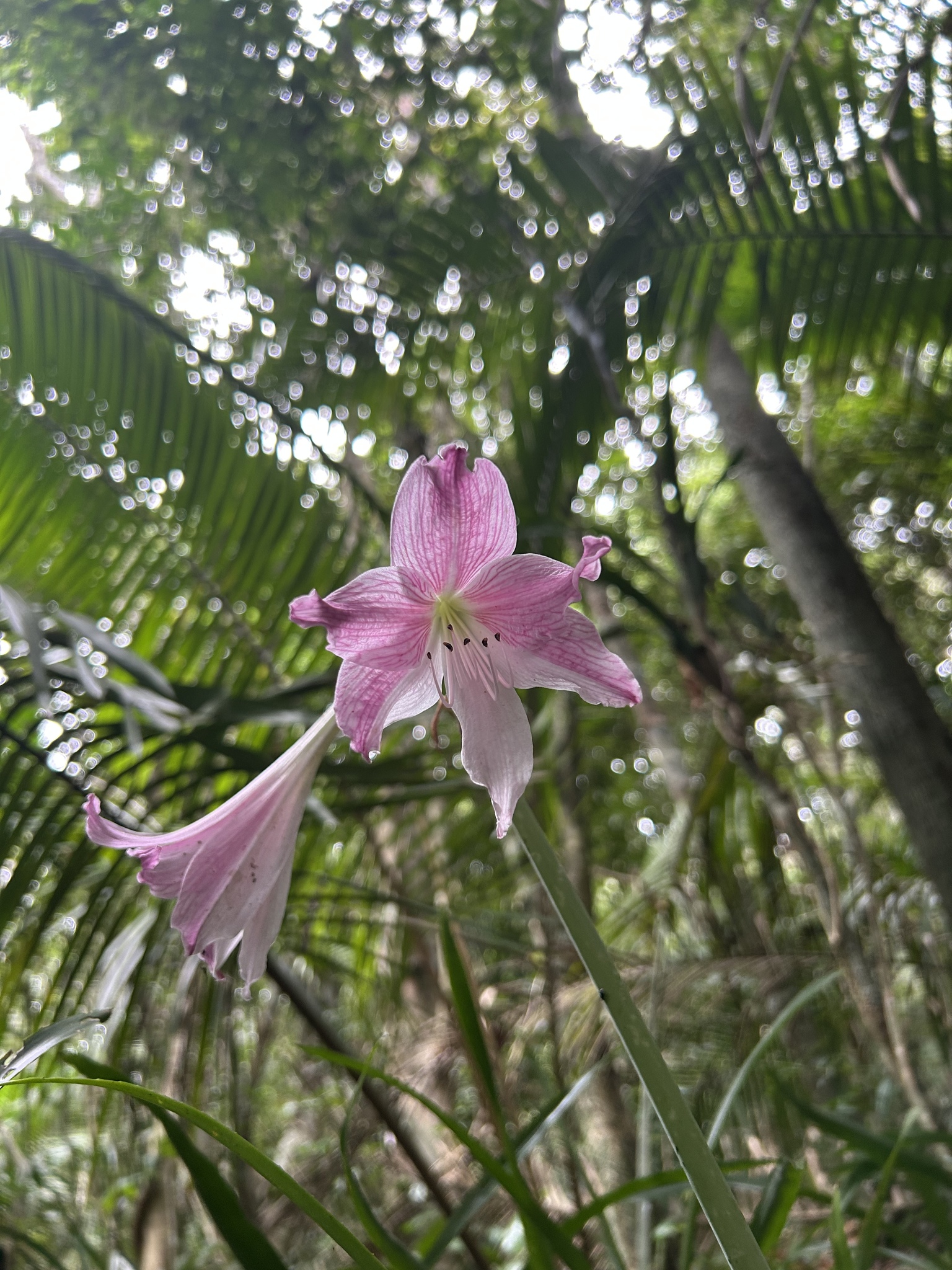 Imagem de Amaryllis