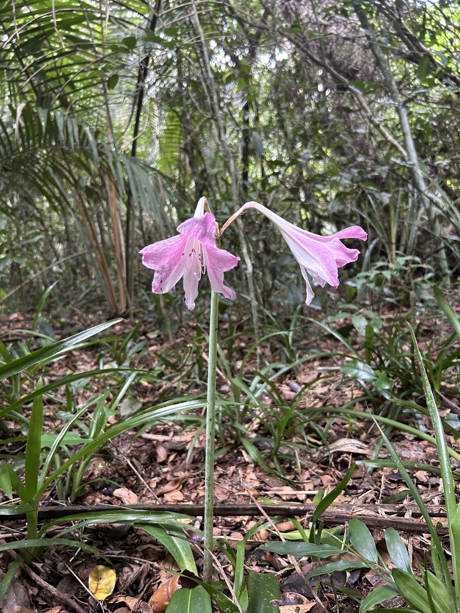 Imagem de Amaryllis