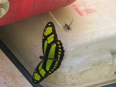 Philaethria dido