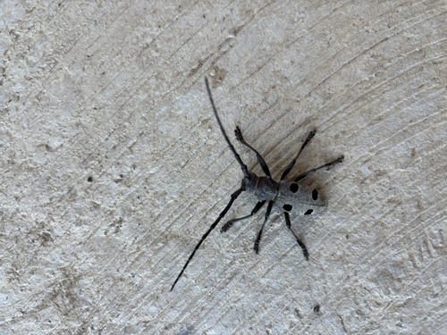 Morimus funereus