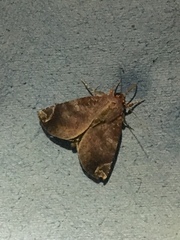 Noctuoidea