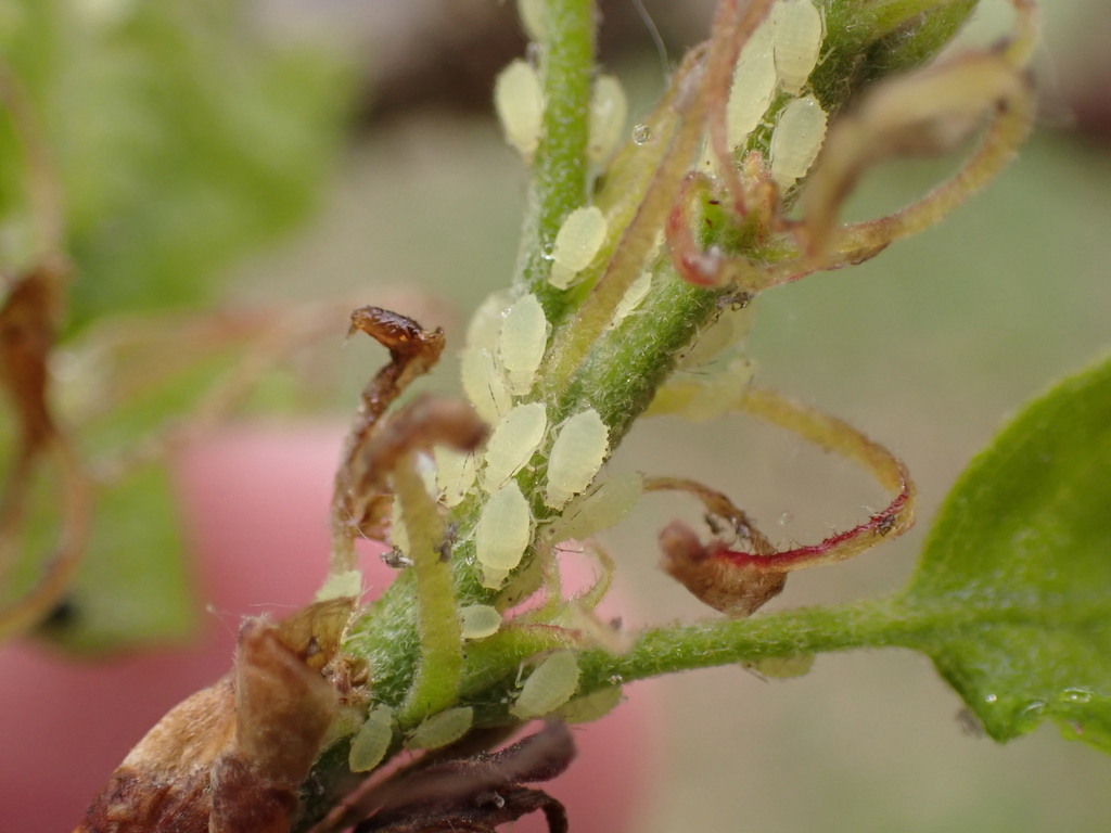 Turkey Oak Aphid