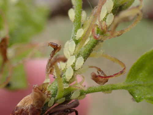 Turkey Oak Aphid