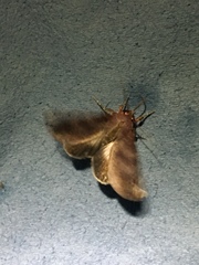 Noctuoidea