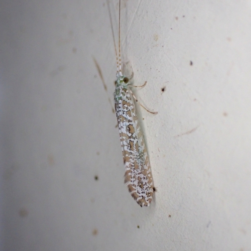 Nectopsyche punctata