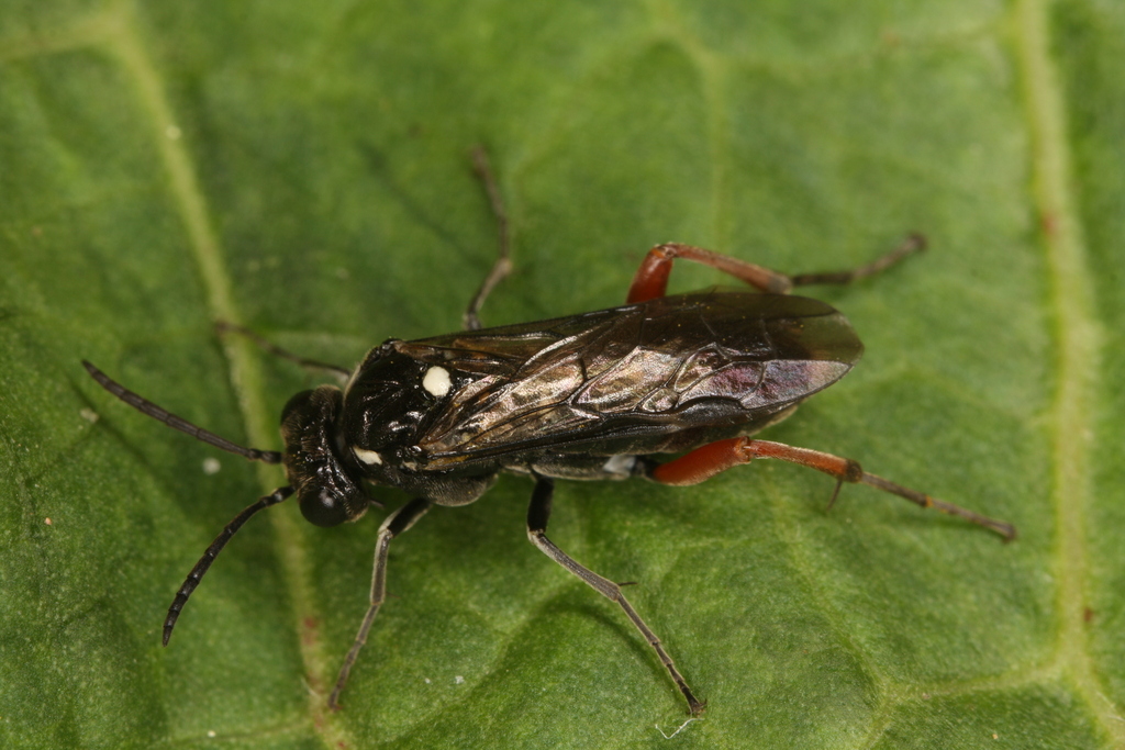 Macrophya chrysura