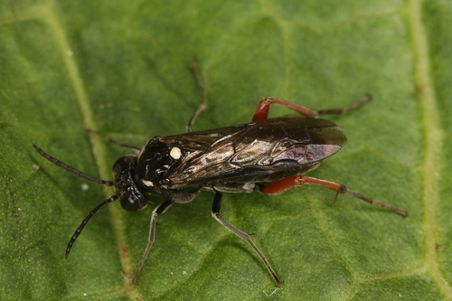 Macrophya chrysura