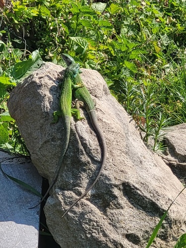 Green Lizard