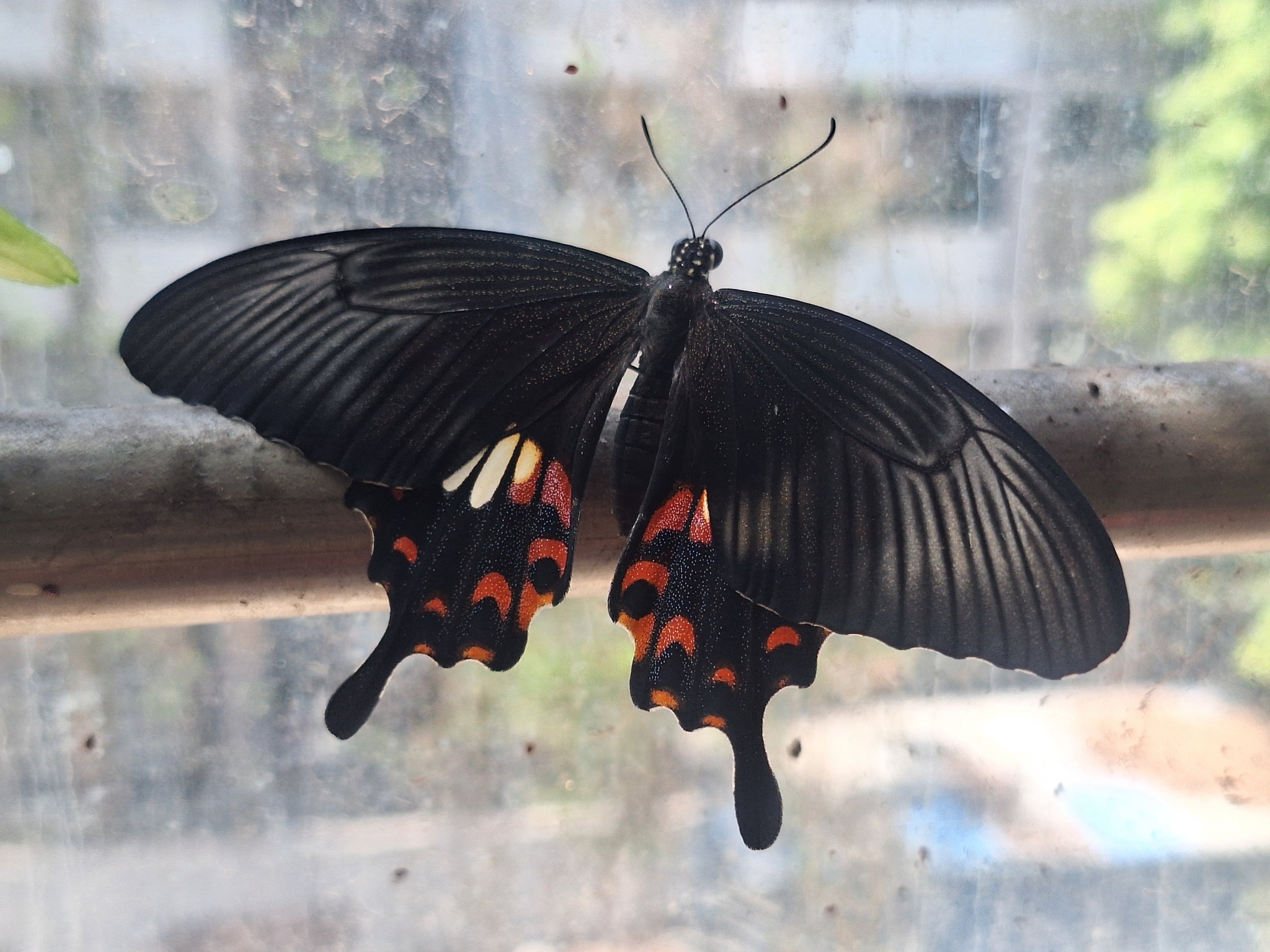 Common Mormon