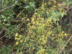 Bupleurum falcatum
