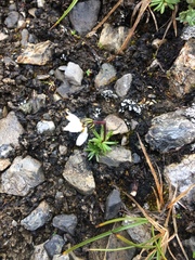 Chrysanthemum integrifolium