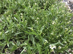 Cakile edentula edentula