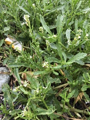 Cakile edentula edentula