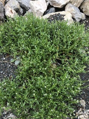 Cakile edentula edentula