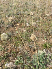 Allium sphaerocephalon