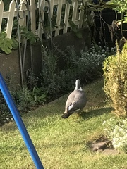 Columba palumbus