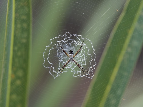 Florida Garden Spider