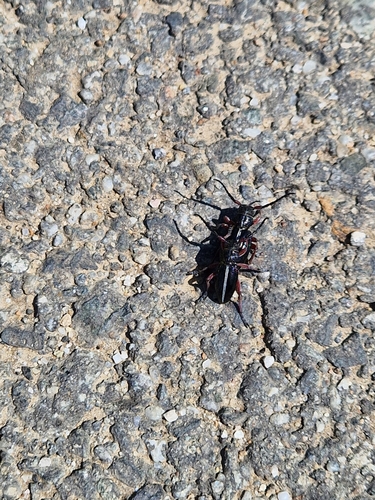 Dorcadion pedestre