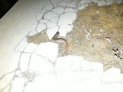 Subdoluseps bowringii