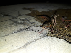 Subdoluseps bowringii
