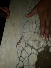 Subdoluseps bowringii