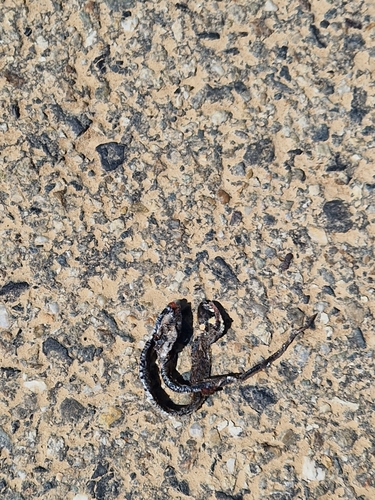 grass snake