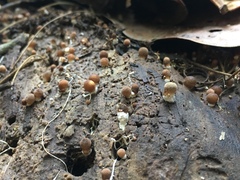 Polyporales