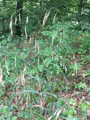 Bromus ramosus