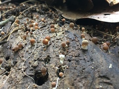 Polyporales