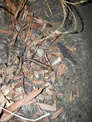 Eutropis rugifera