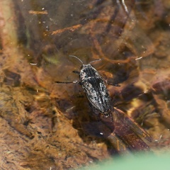 Texania fulleri
