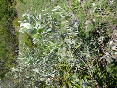 Conocarpus erectus sericeus