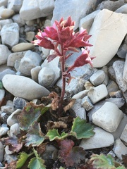 Telesonix heucheriformis