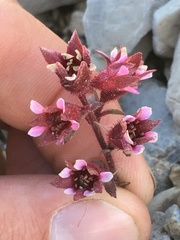 Telesonix heucheriformis